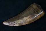 Nanotyrannus Tooth - Montana #13927-3
